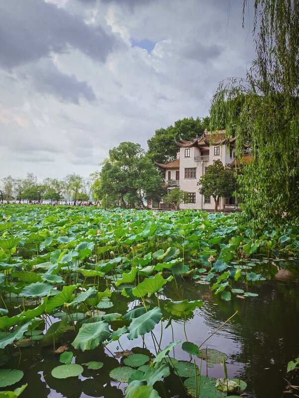 Лотосы на озере Сиху в Ханчжоу - Дмитрий 