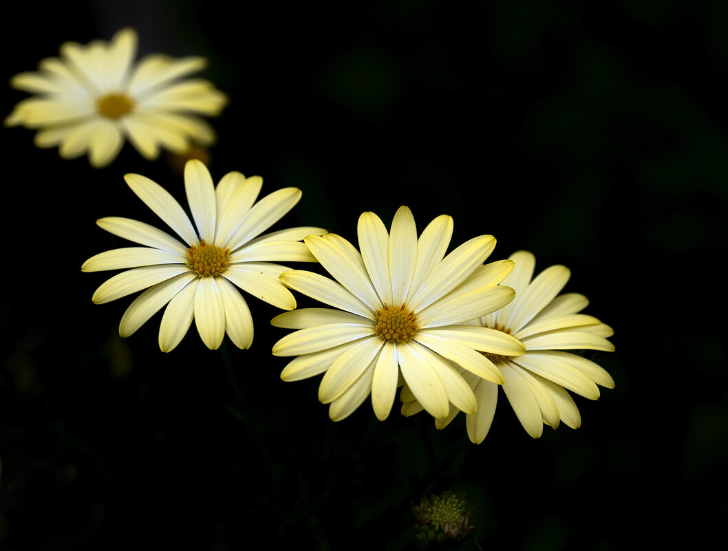 in yellow - Zinovi Seniak