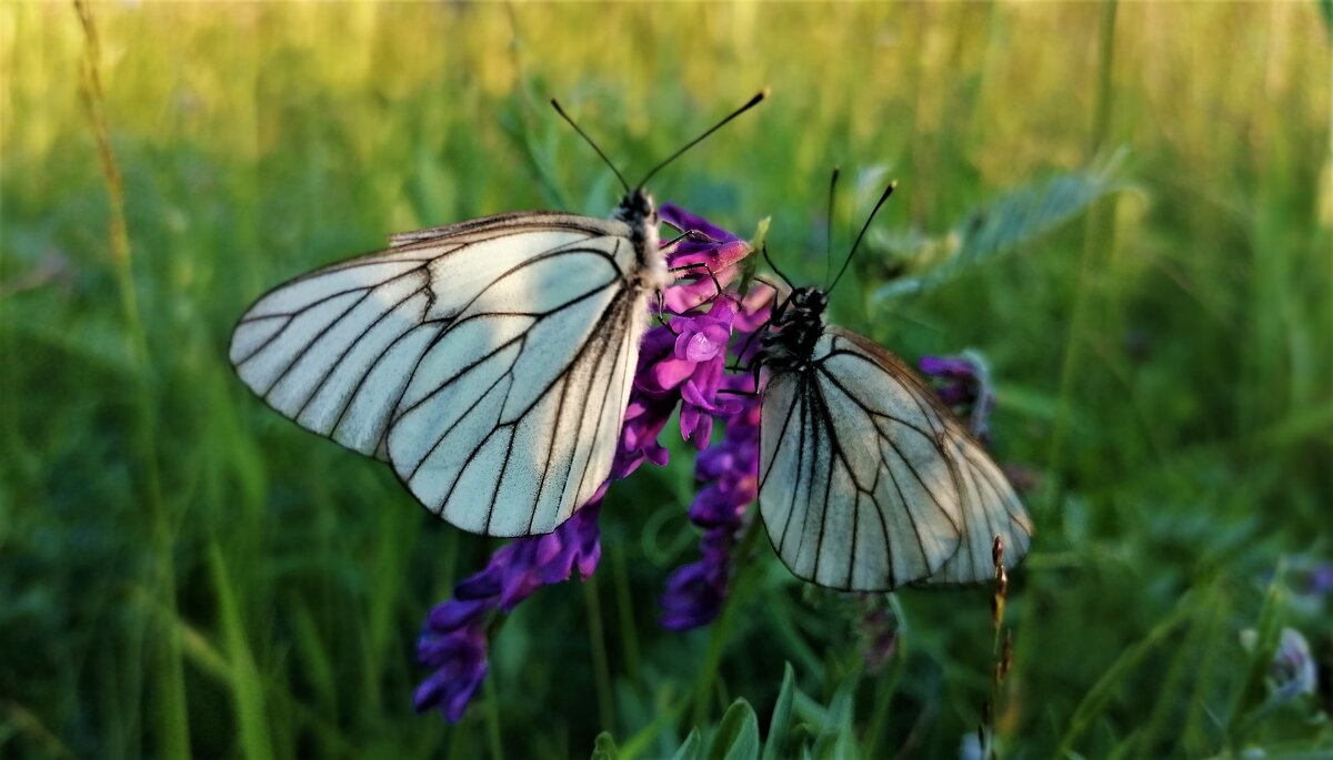 Две бабочки - Ирина Хусточкина