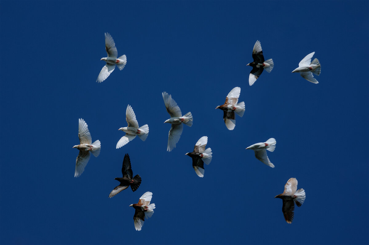 Летите голуби, летите! - Светлана Карнаух
