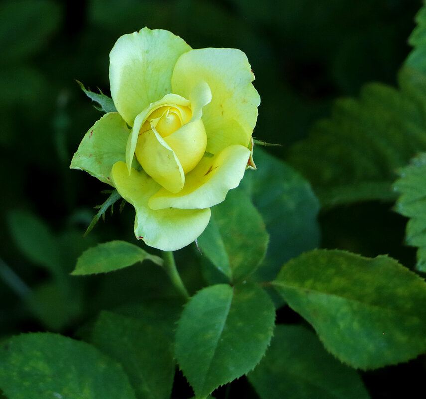 Июльская роза - Светлана 