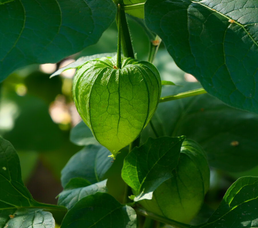 physalis - Zinovi Seniak