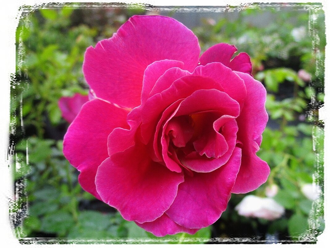 Дивная роза в саду - Ольга Довженко