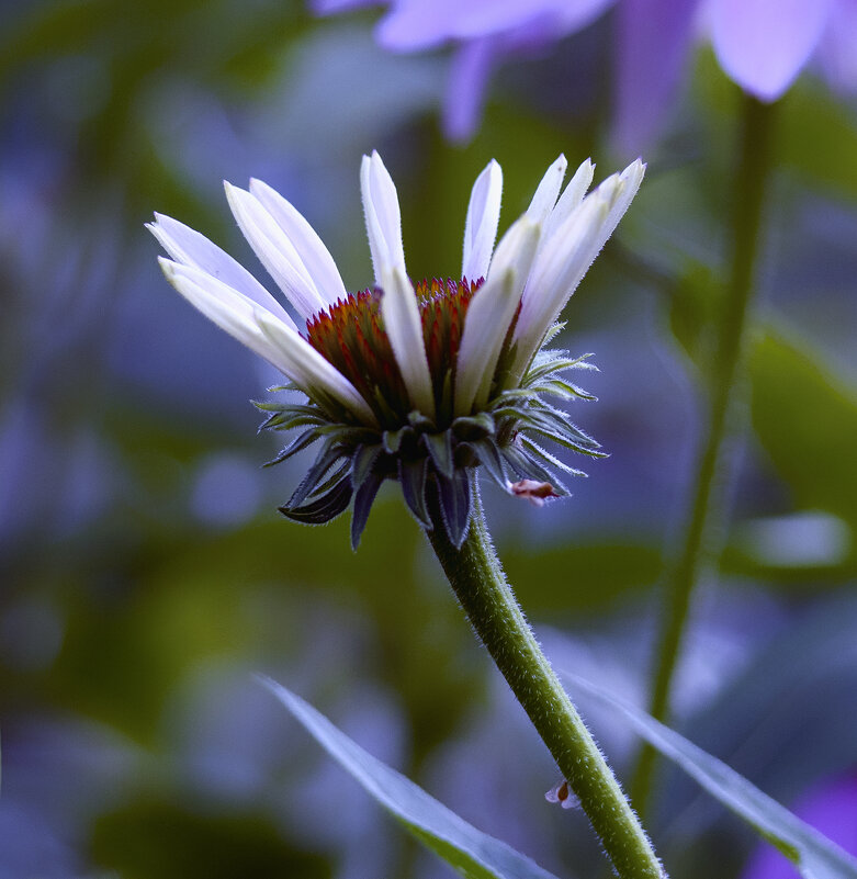 bud - Zinovi Seniak