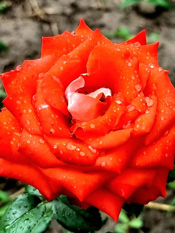 Капли дождя на прекрасной розе - Анастасия Литвиненко