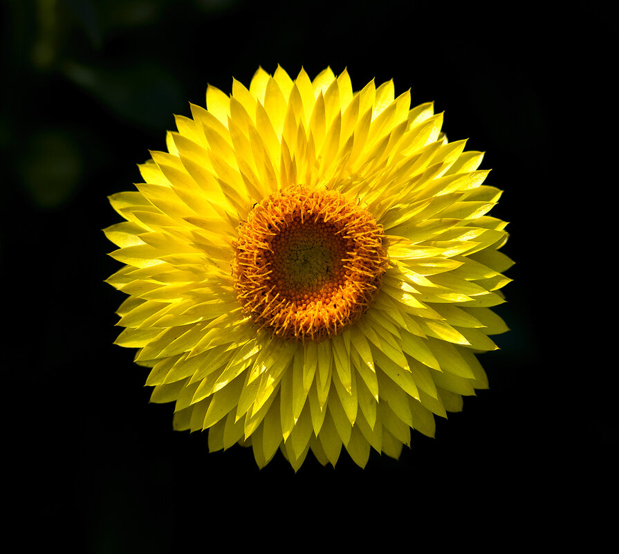 xerochrysum - Zinovi Seniak