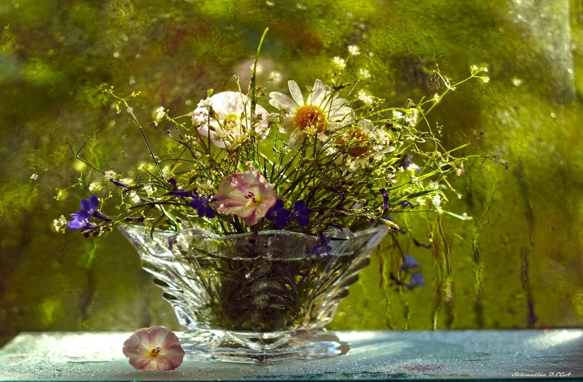 полевые цветы... - Ольга Cоломатина