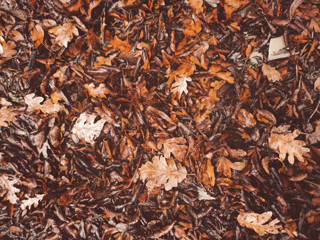 Осенняя листва - Katisha 