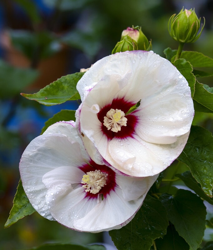 hibiscus - Zinovi Seniak