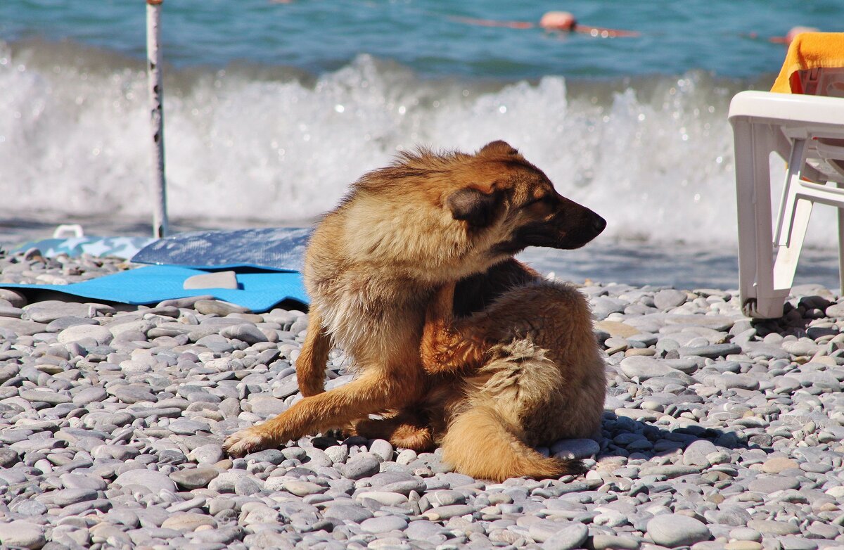Пёсик на пляже. - sav-al-v Савченко