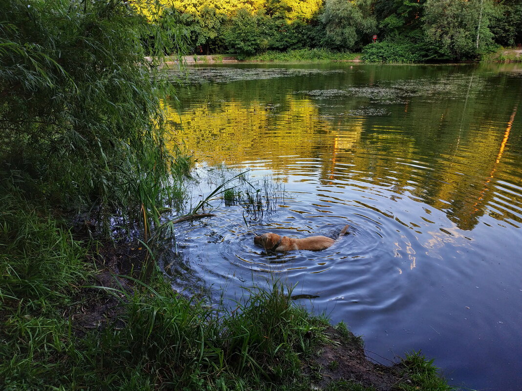 В мире животных: не водоплавающая, в воде стоящая, собачка - Андрей Лукьянов