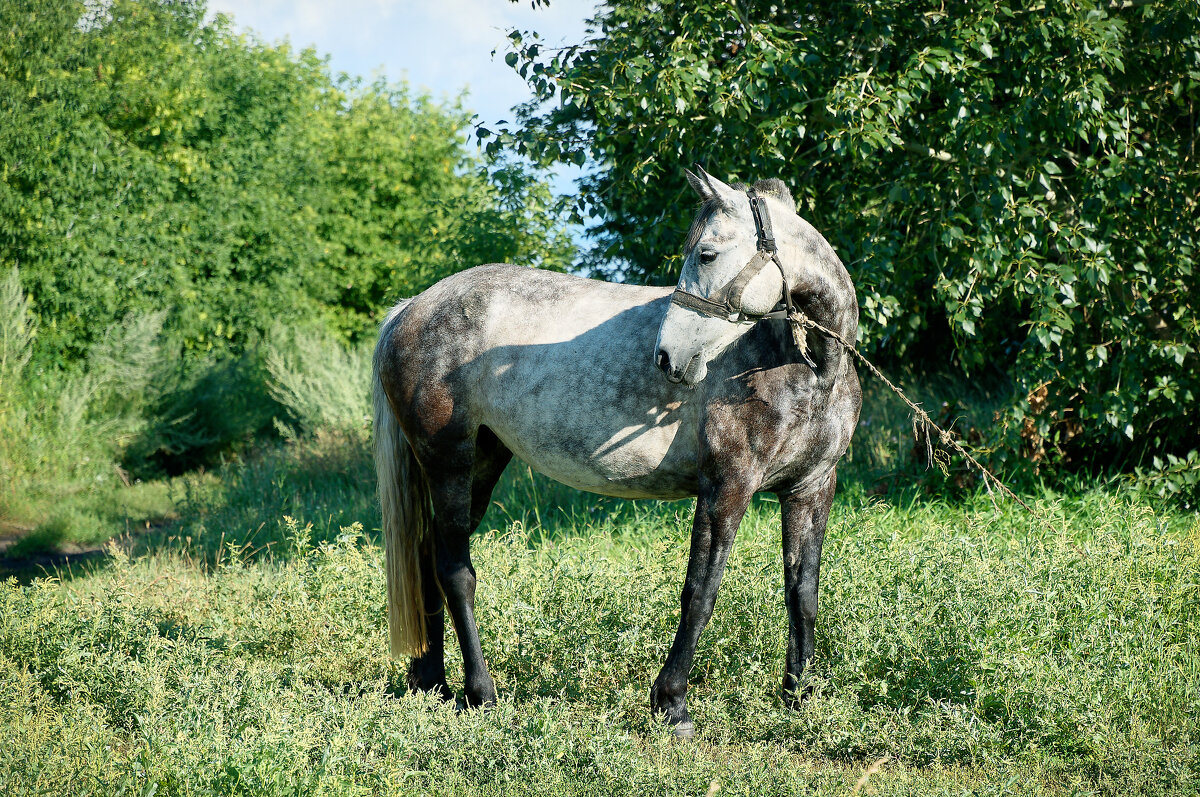 Просто лошадь очень понравилась - Дмитрий Конев
