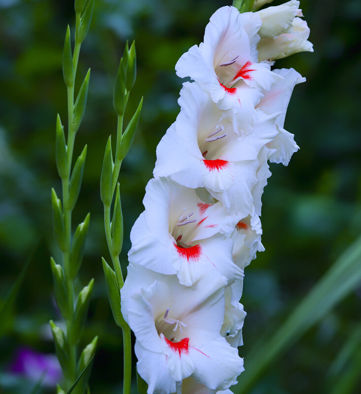 gladiolus - Zinovi Seniak