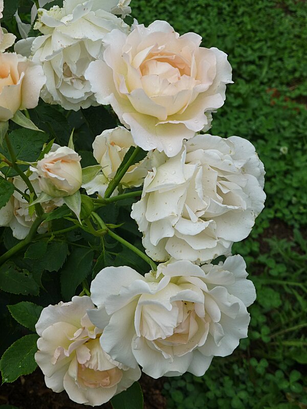 Розы белые как снег, как туман морозный - Лидия Бусурина