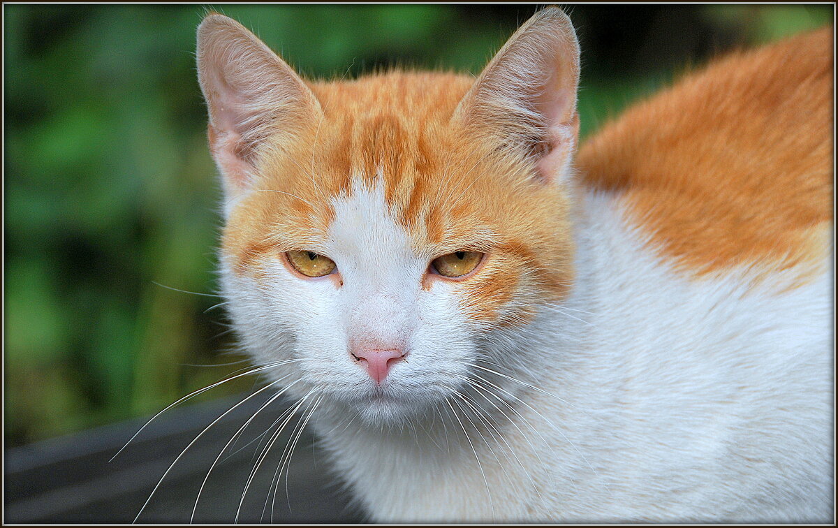 Портрет бело-рыжей кошки - Mike Collie