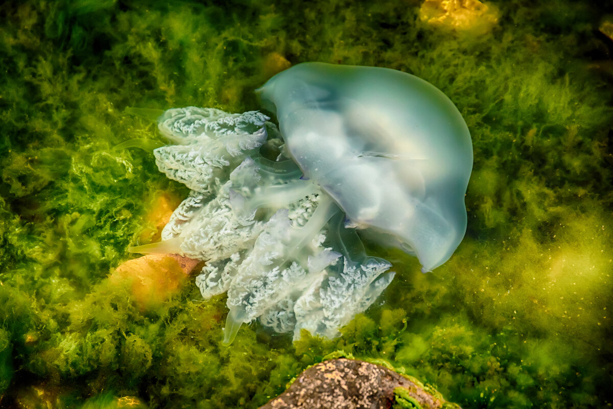 Просто медуза ... - Сергей Сабешкин