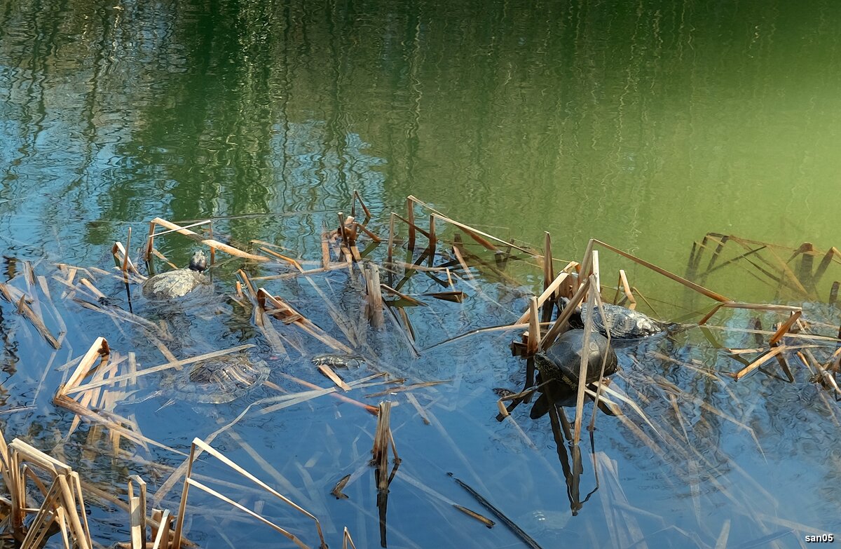Горное озеро с черепахами - san05 -  Александр Савицкий