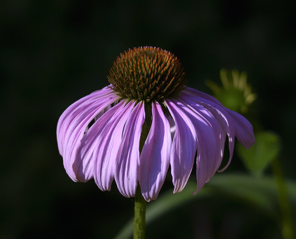 echinacea - Zinovi Seniak