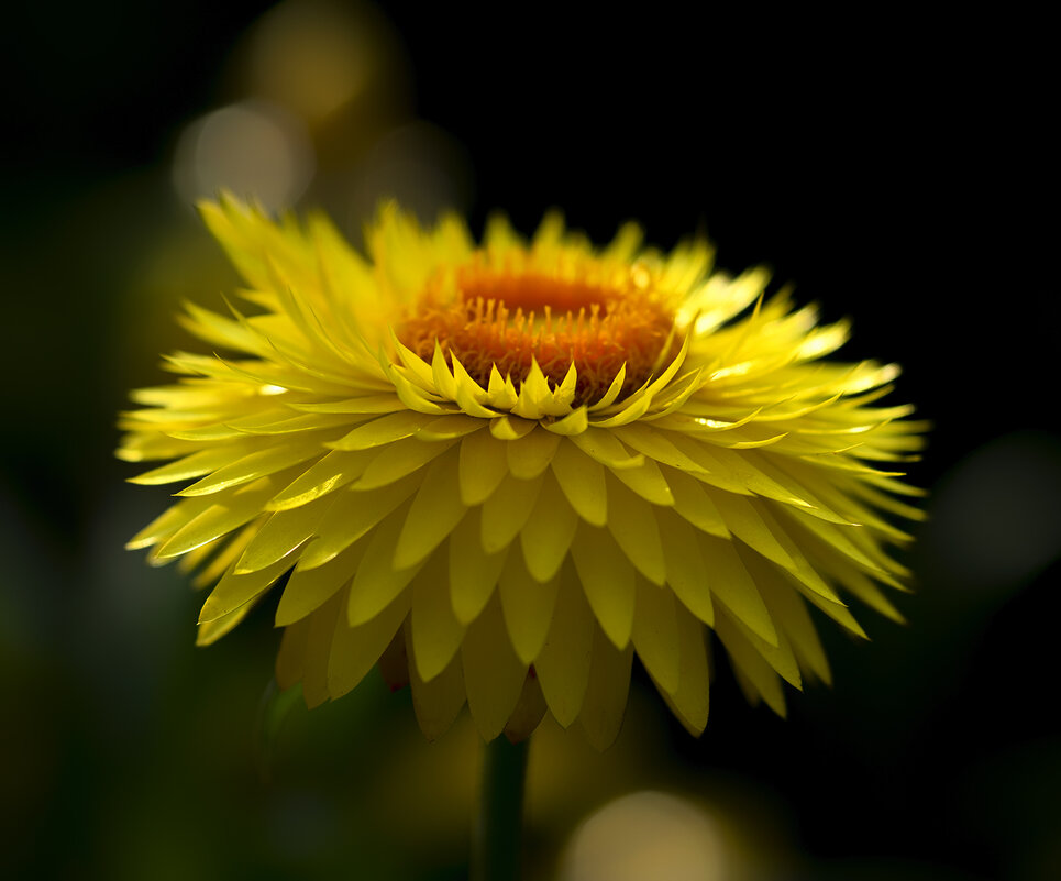 xerochrysum - Zinovi Seniak