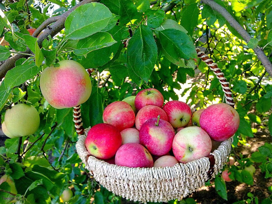В моем не скучном саду...Райские яблочки-УГОЩАЙТЕСЬ! - TAMARA КАДАНОВА