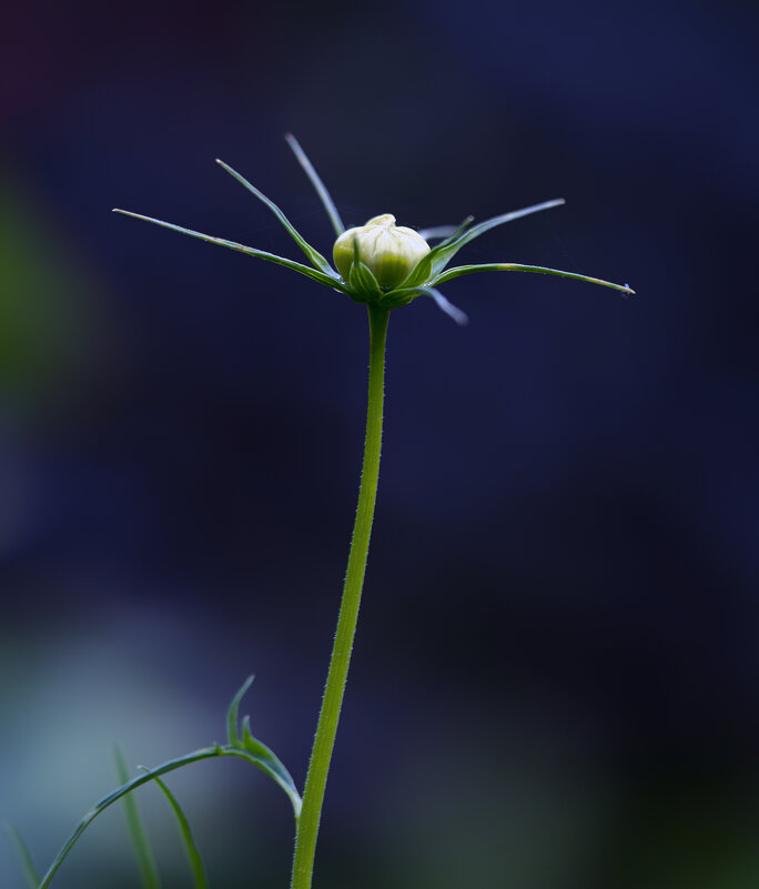 bud - Zinovi Seniak