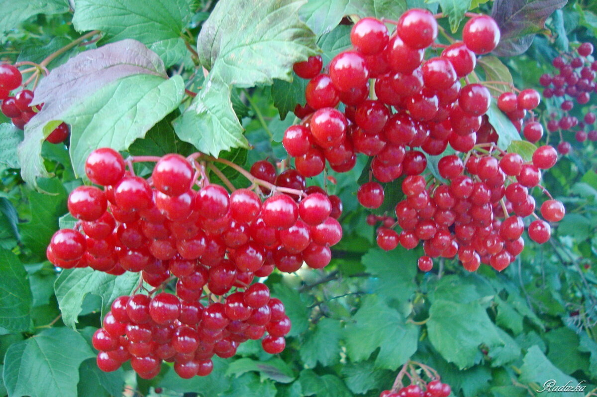Поспевают ягодки в саду - Raduzka (Надежда Веркина)