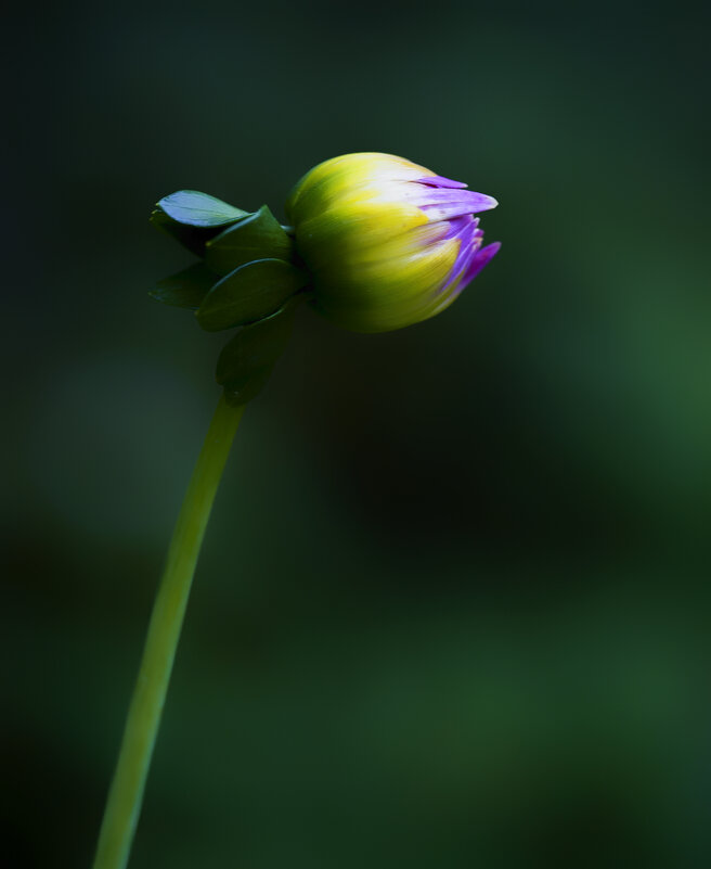 bud - Zinovi Seniak