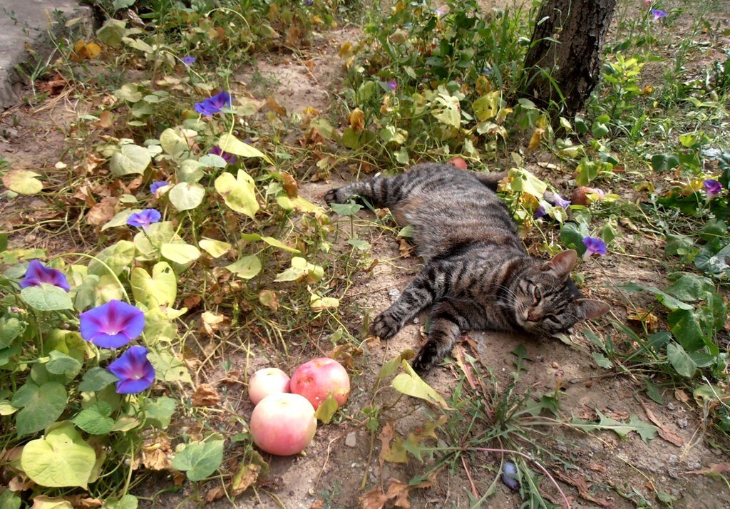 Марыся отдыхает под яблоней - Наталья 