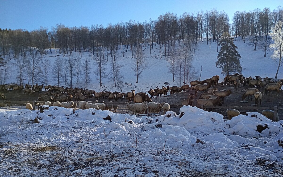 В горноалтайском маральнике - Татьяна Лютаева