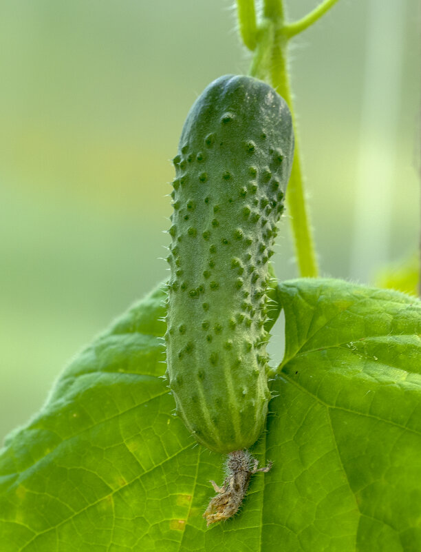 cucumber - Zinovi Seniak