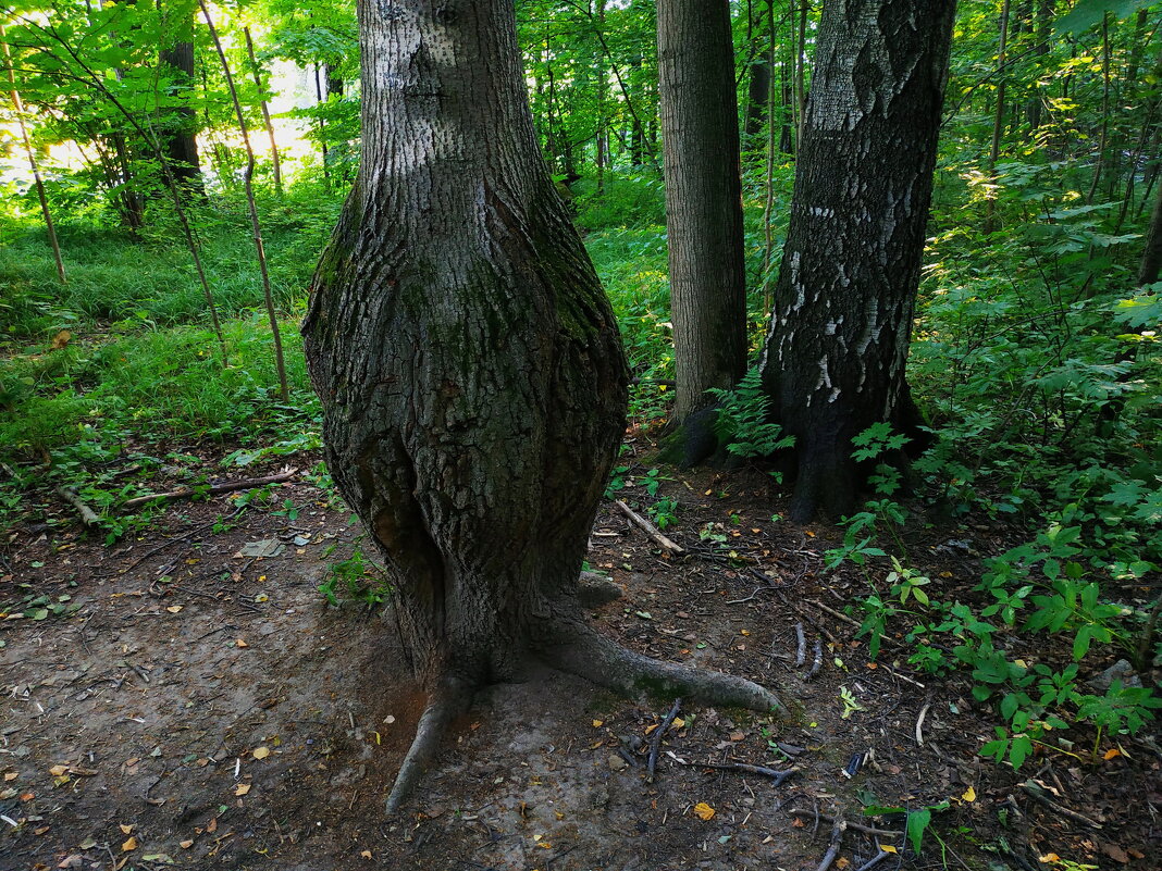 Дерево, испортившее фигуру - Андрей Лукьянов