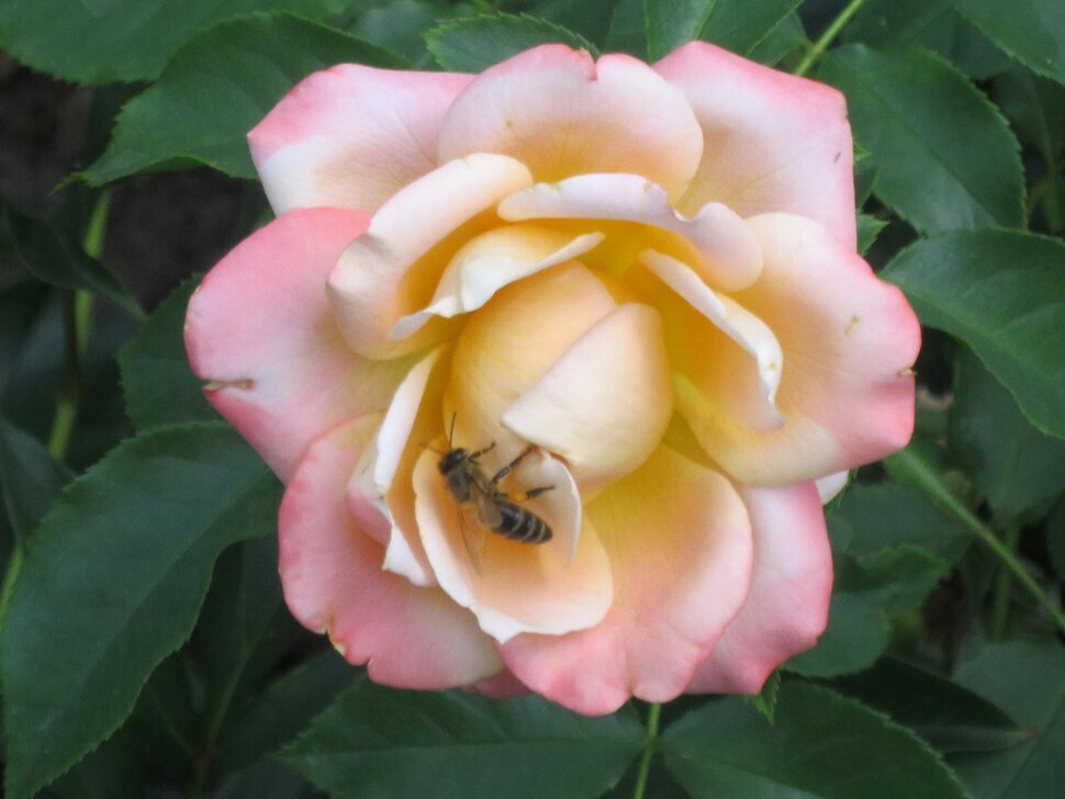 Пчёлка на цветке - Дмитрий Никитин