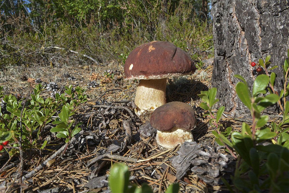 Белые грибочки в онежском лесу - Марина Никулина