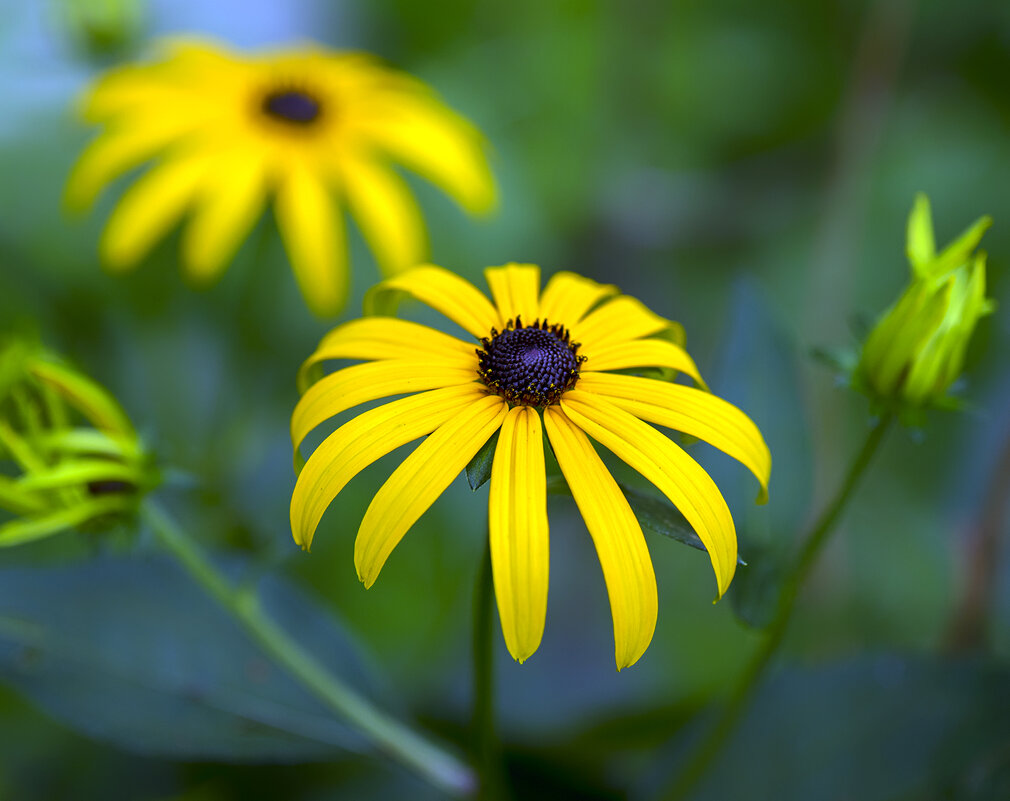 rudbeckia - Zinovi Seniak