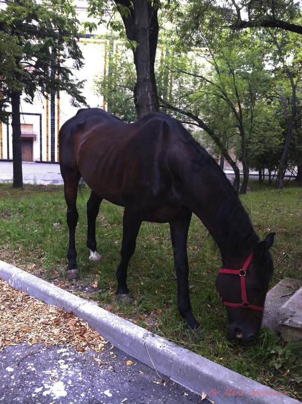 Лошадь - Мара Абрамова