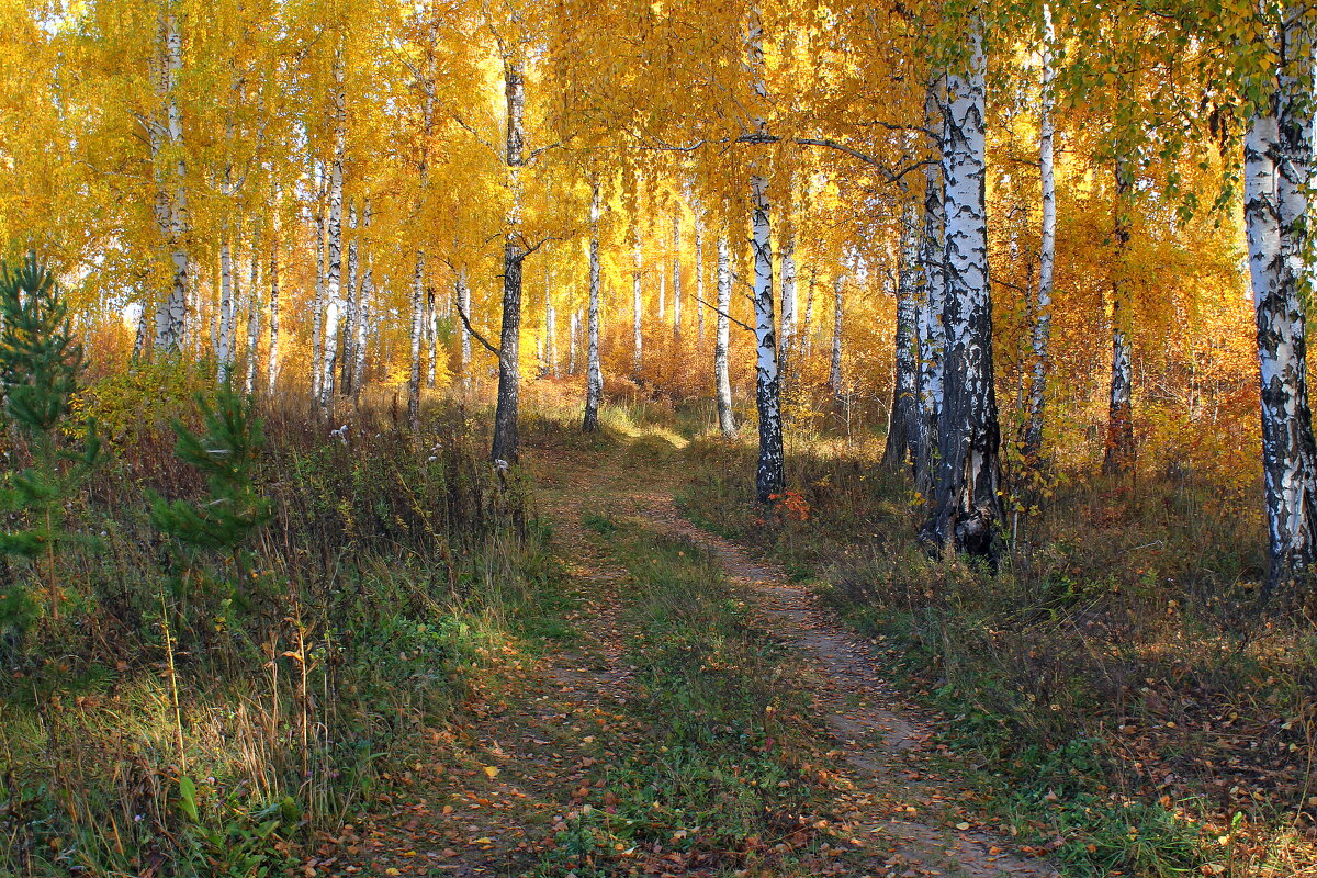 Дорога в Осень - tamara kremleva