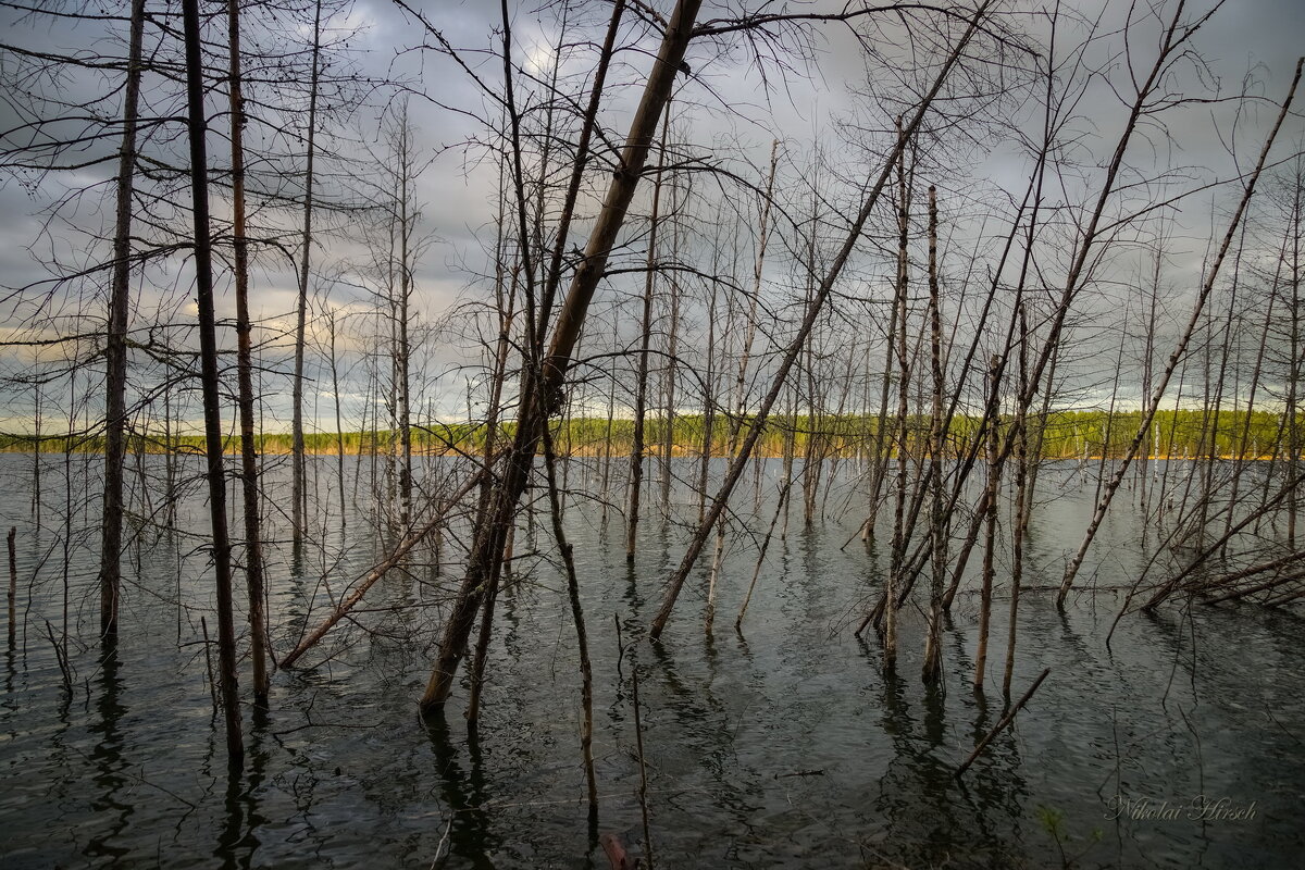 Плавающий лес - Николай Гирш