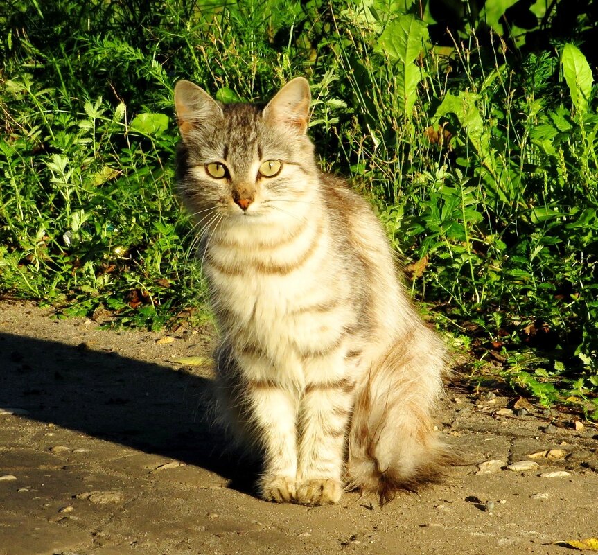 Деревенская кошка - Андрей Снегерёв