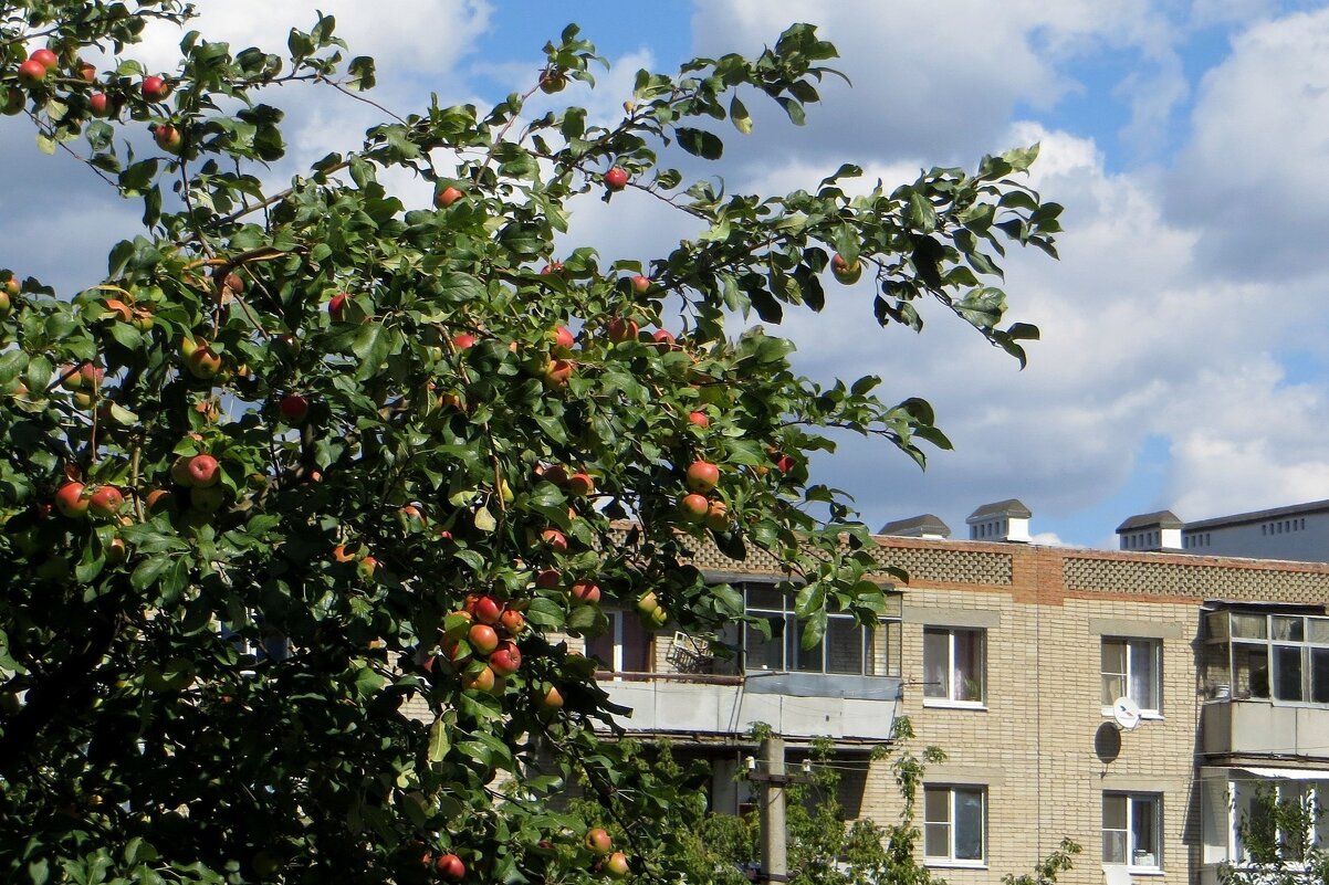 Щедрая яблонька угощает прохожих спелыми плодами - Татьяна Смоляниченко