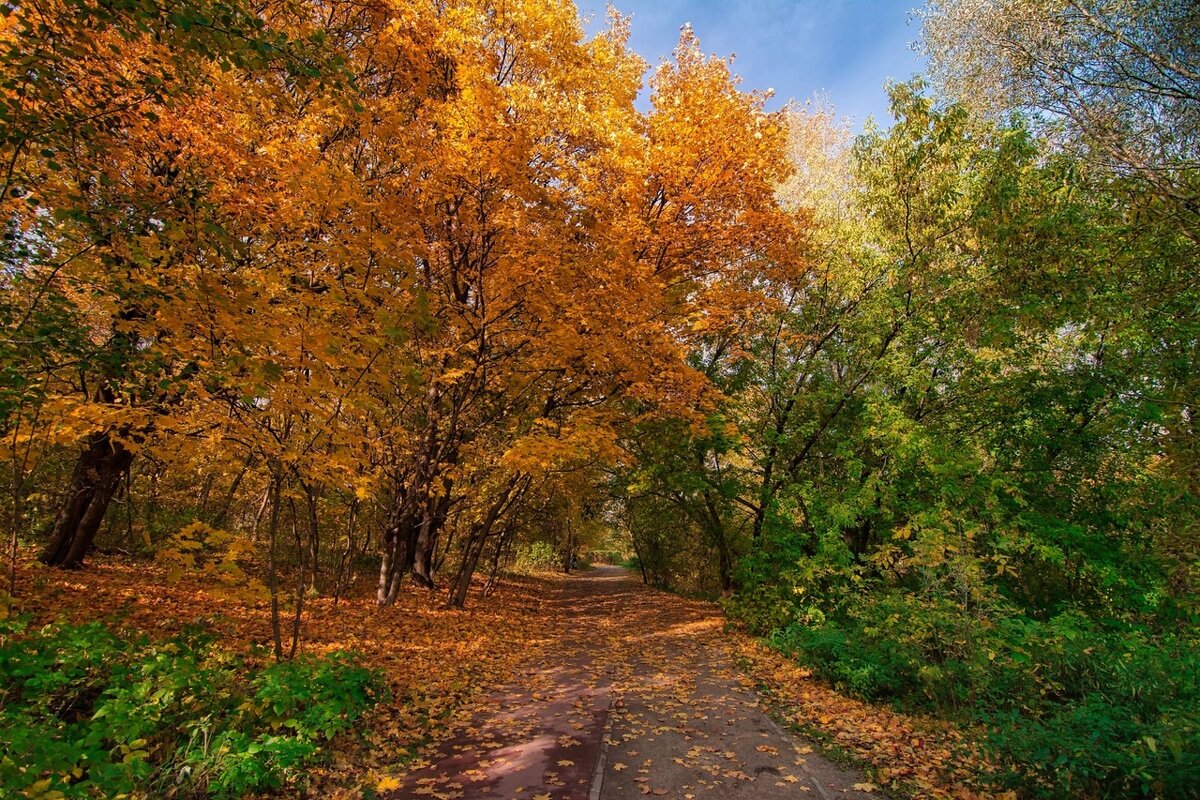 Золотая осень в Тушино - Dmitriy Vargaz