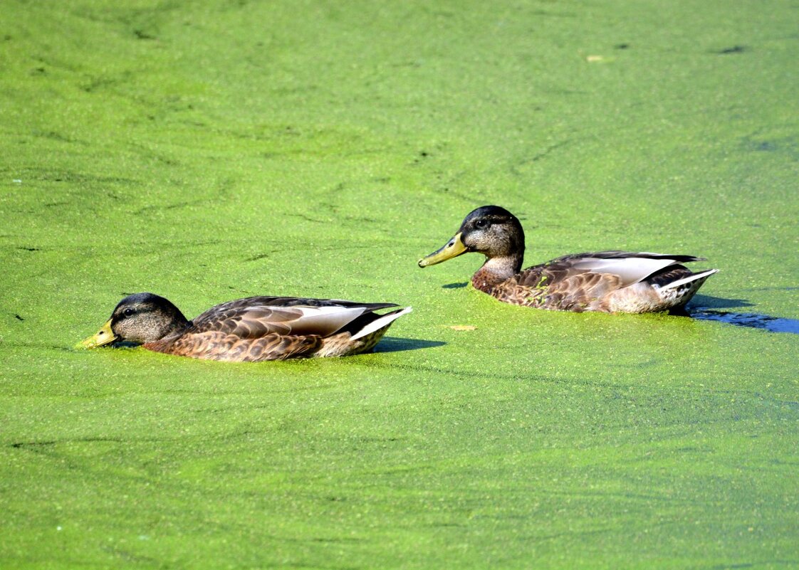 Плавали утки в зелёном пруду... - Ольга (crim41evp)