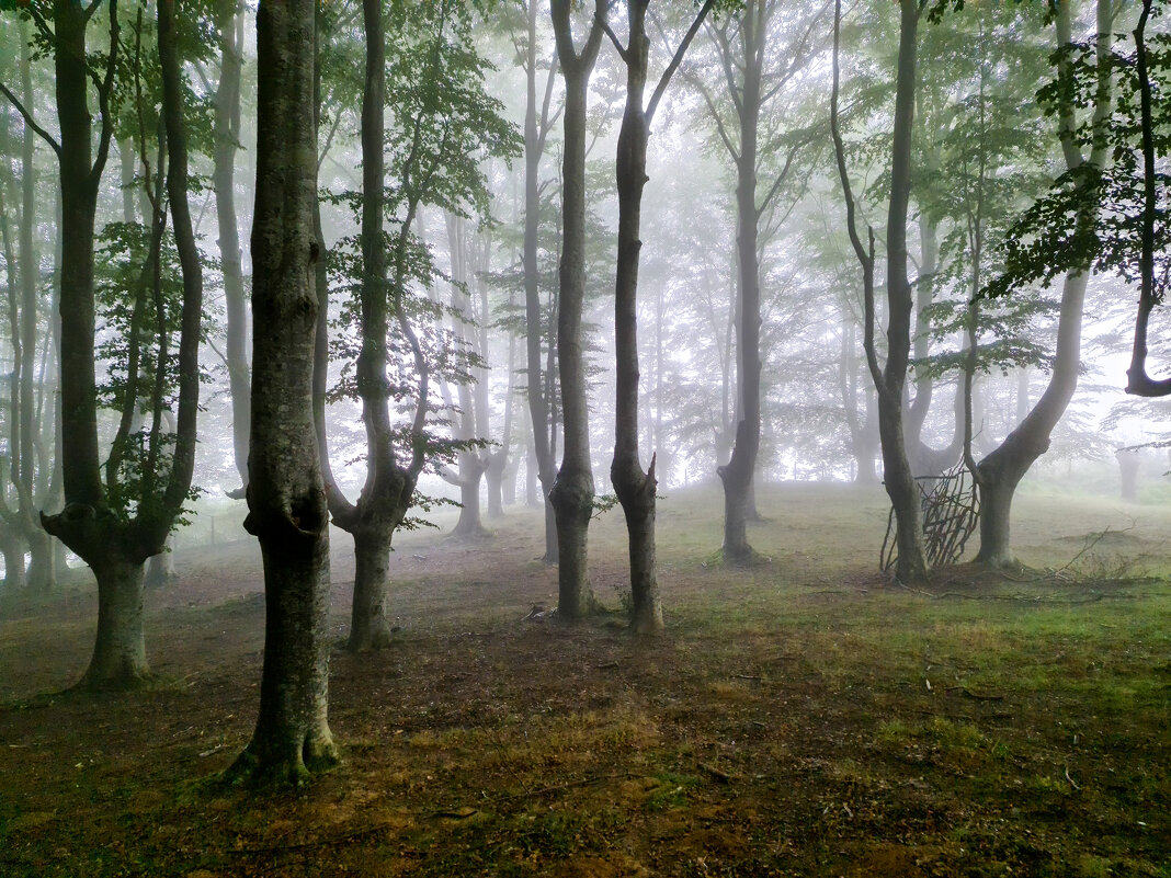 Сказочный лес - Валерий Т