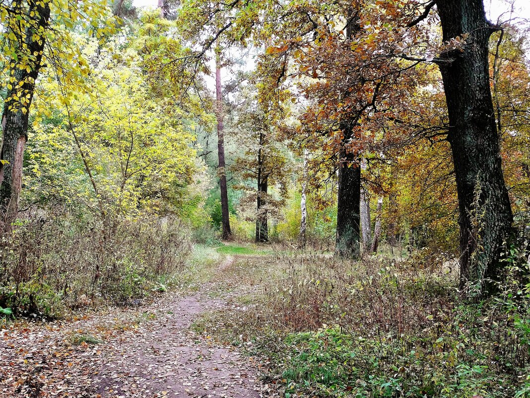 осень - Владимир Холодницкий