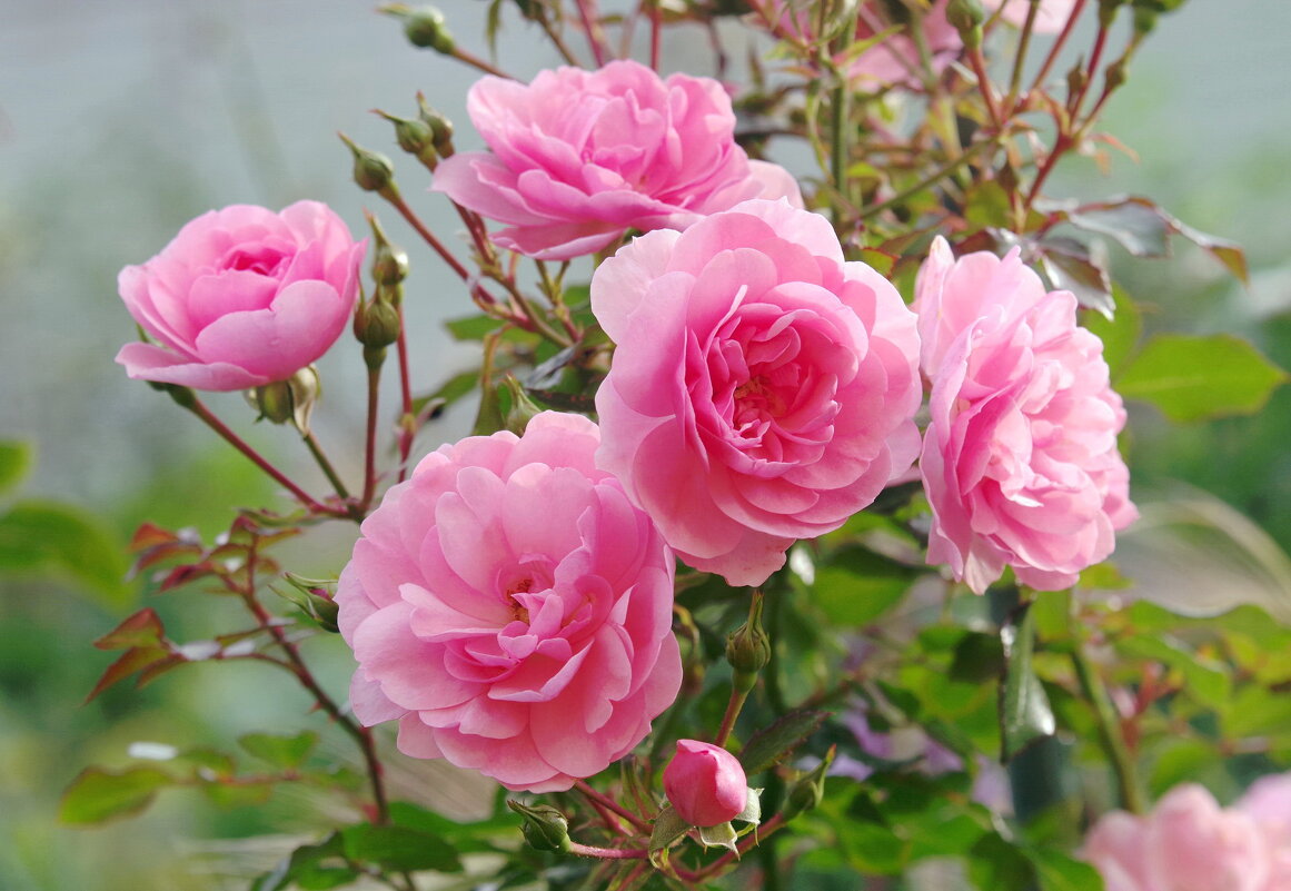 Розовые розы - Ирина Баскакова