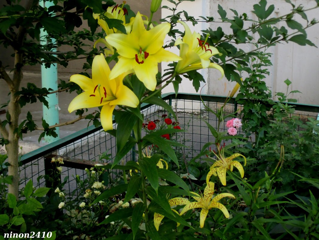 Цветник в ростовском дворике - Нина Бутко