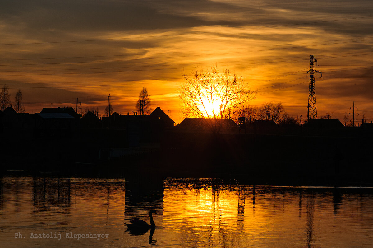 Одинокий лебедь на закате летнего дня - Анатолий Клепешнёв