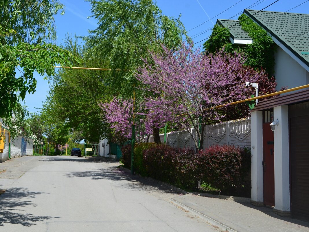 Старочеркасская. Цветёт багрянник по ул. Почтовой. - Пётр Чернега