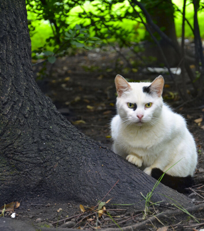 "Кто тут котиков не любит...?" - Наталия П