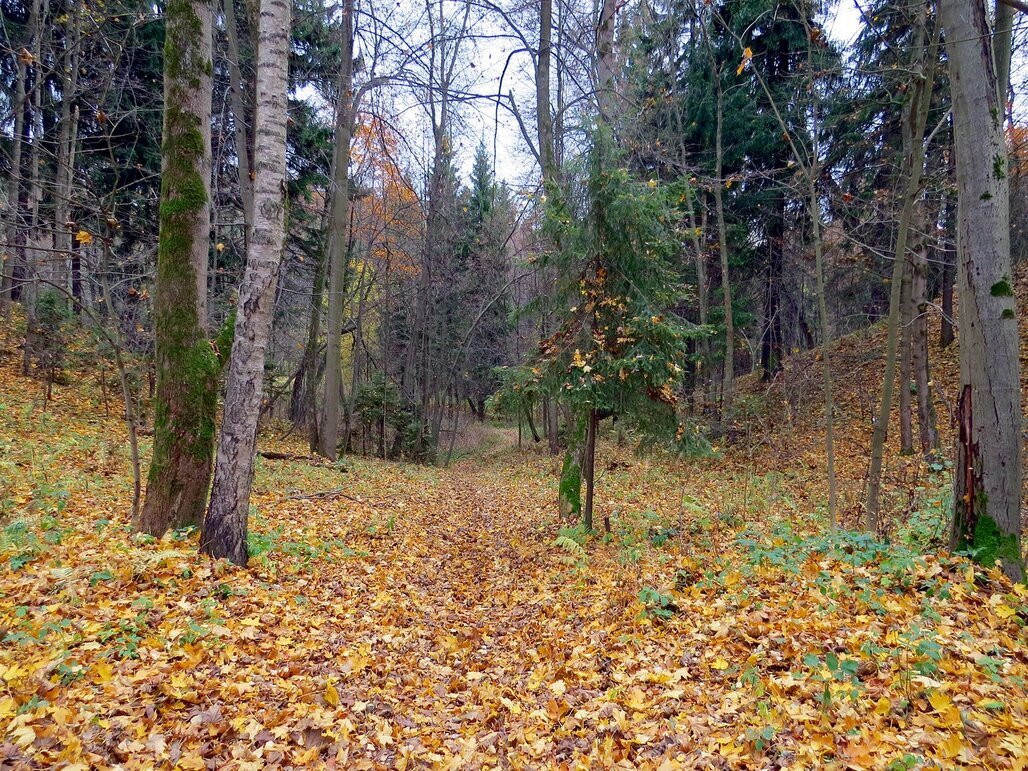 В осеннем лесу - Вера Щукина