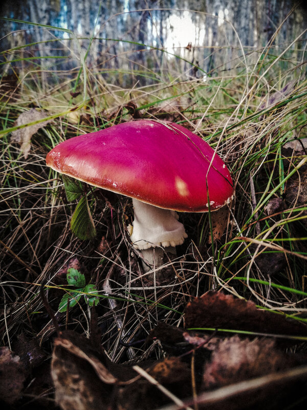 Красный гриб - Андрей Анкудинов